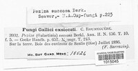 Paragalactinia succosa image
